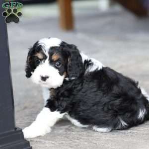 Cruize, Cavapoo Puppy